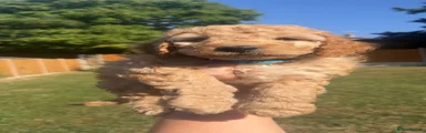 Cockapoo 1
