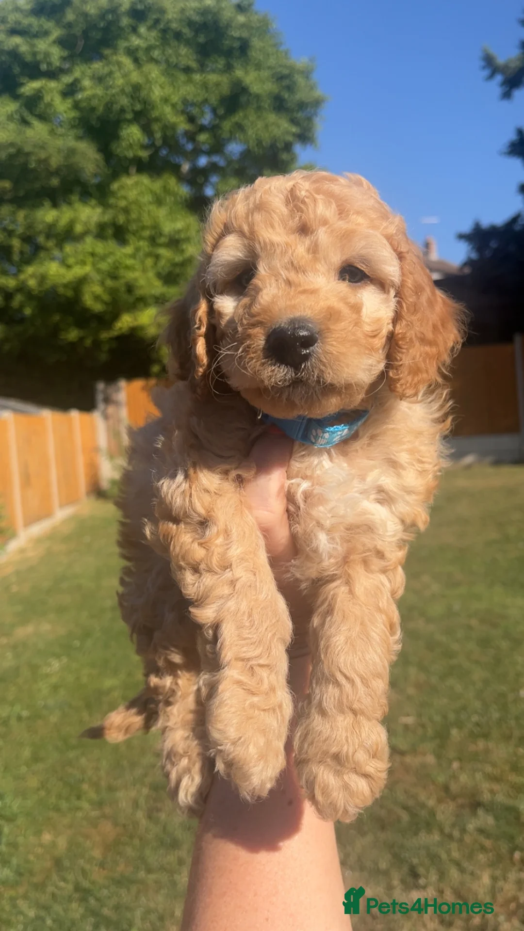 Cockapoo dogs for sale: Stunning Cockapoo Puppies ready to go now 🥰 - Advert 2