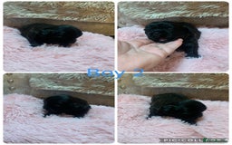 Shih Tzu dogs for sale: 3 Shih Tzu puppies left  - Image 3
