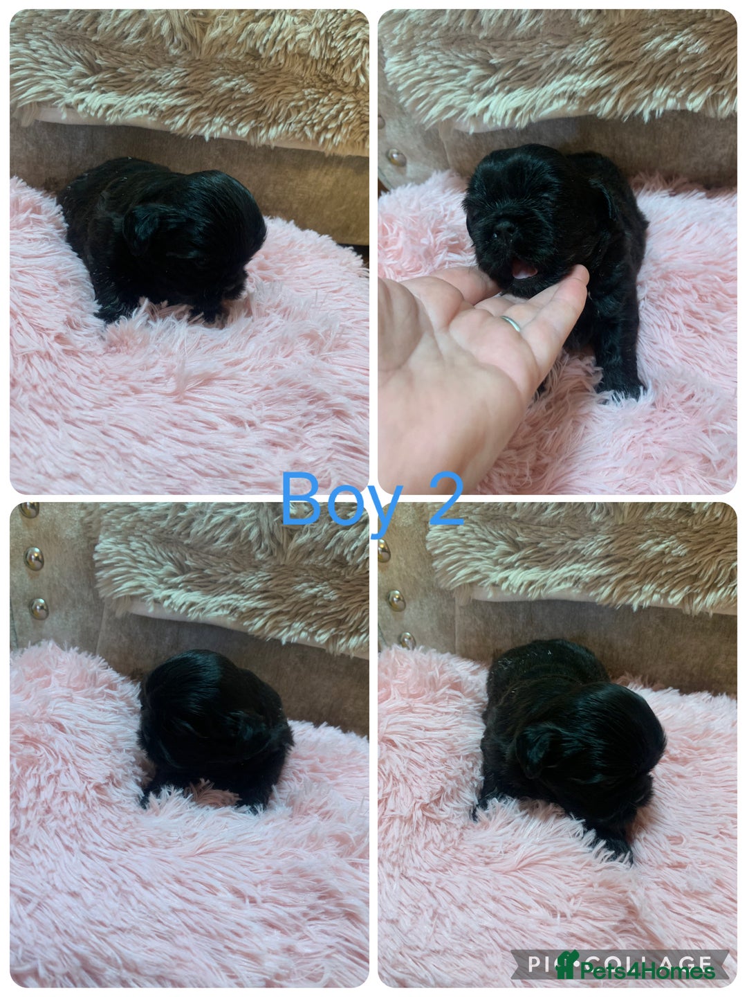 Shih Tzu dogs for sale: 3 Shih Tzu puppies left  - Image 3
