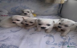 Mixed Breed dogs for sale: Frenchie x miniature poodle puppies  - Image 1