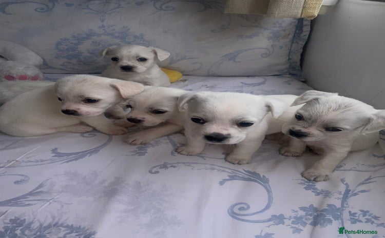 Mixed Breed dogs - Advert 3