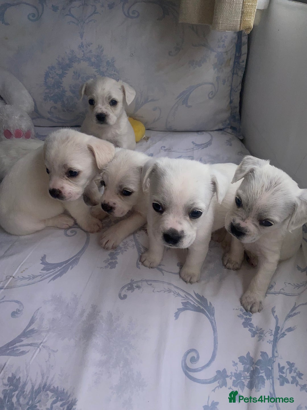 Mixed Breed dogs for sale: Frenchie x miniature poodle puppies  - Image 1