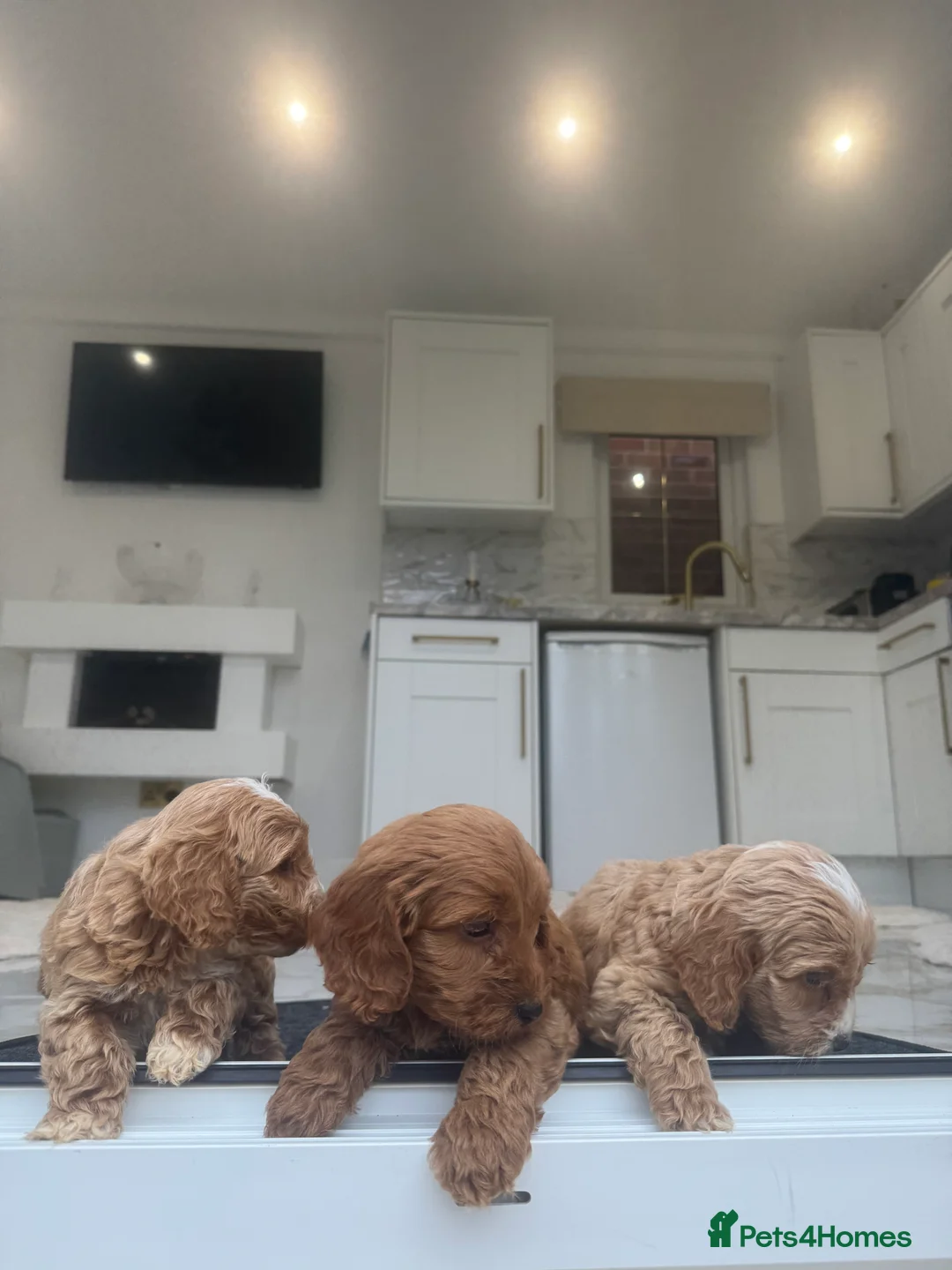 Cockapoo dogs for sale: F1 pra clear Cockapoos (council licensed breeder) - Advert 17