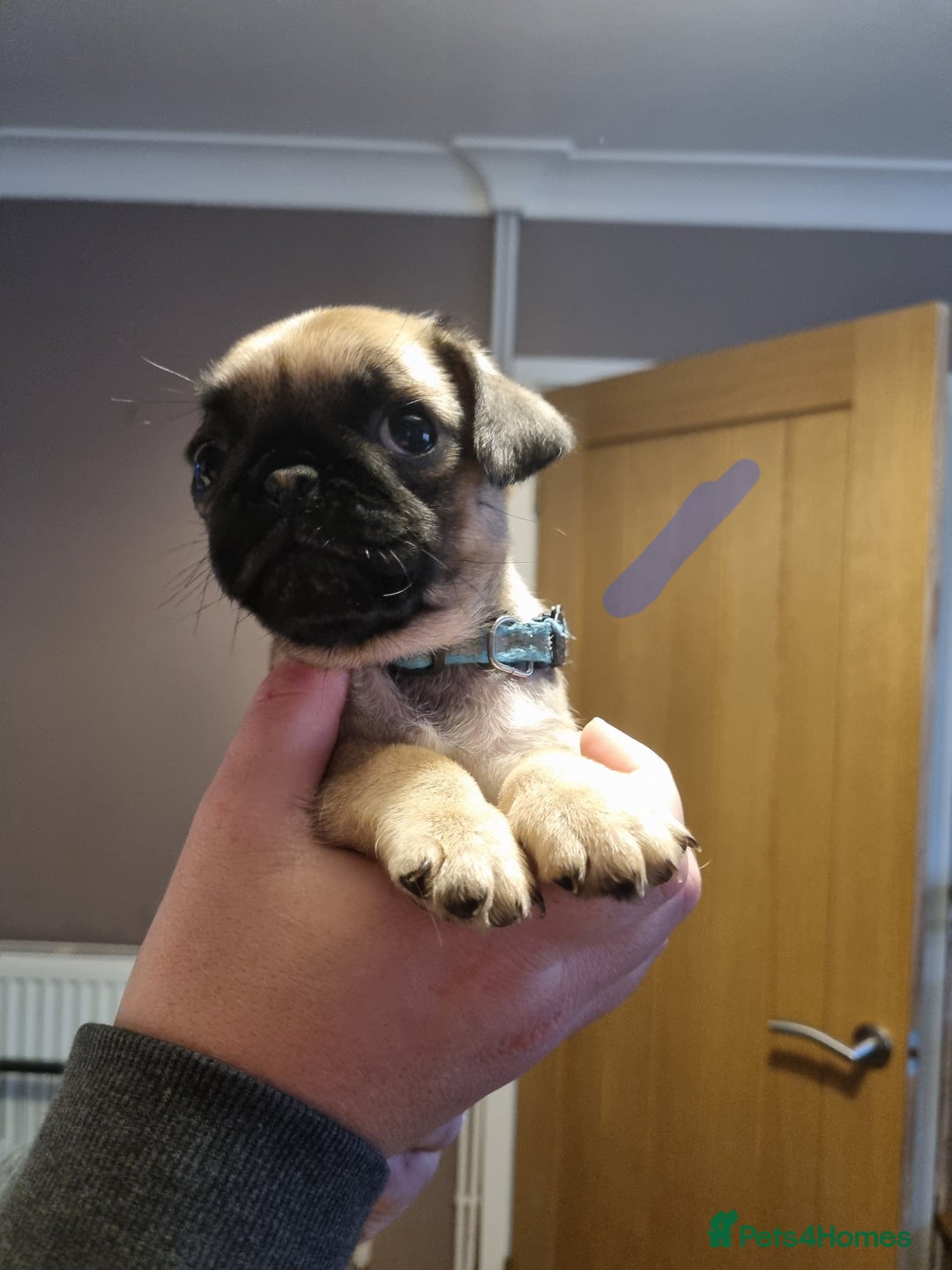 Pug dogs for sale: Pug puppies looking for furever homes - Advert 7