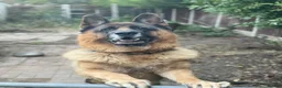 German Shepherd dogs for sale: german shepard looking for a new home in Telford - Advert 6