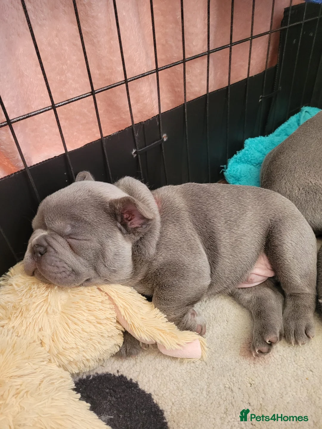 French Bulldog dogs for sale: FRENCH BULLDOG PUPPIES (KC REGISTERED) - Advert 2