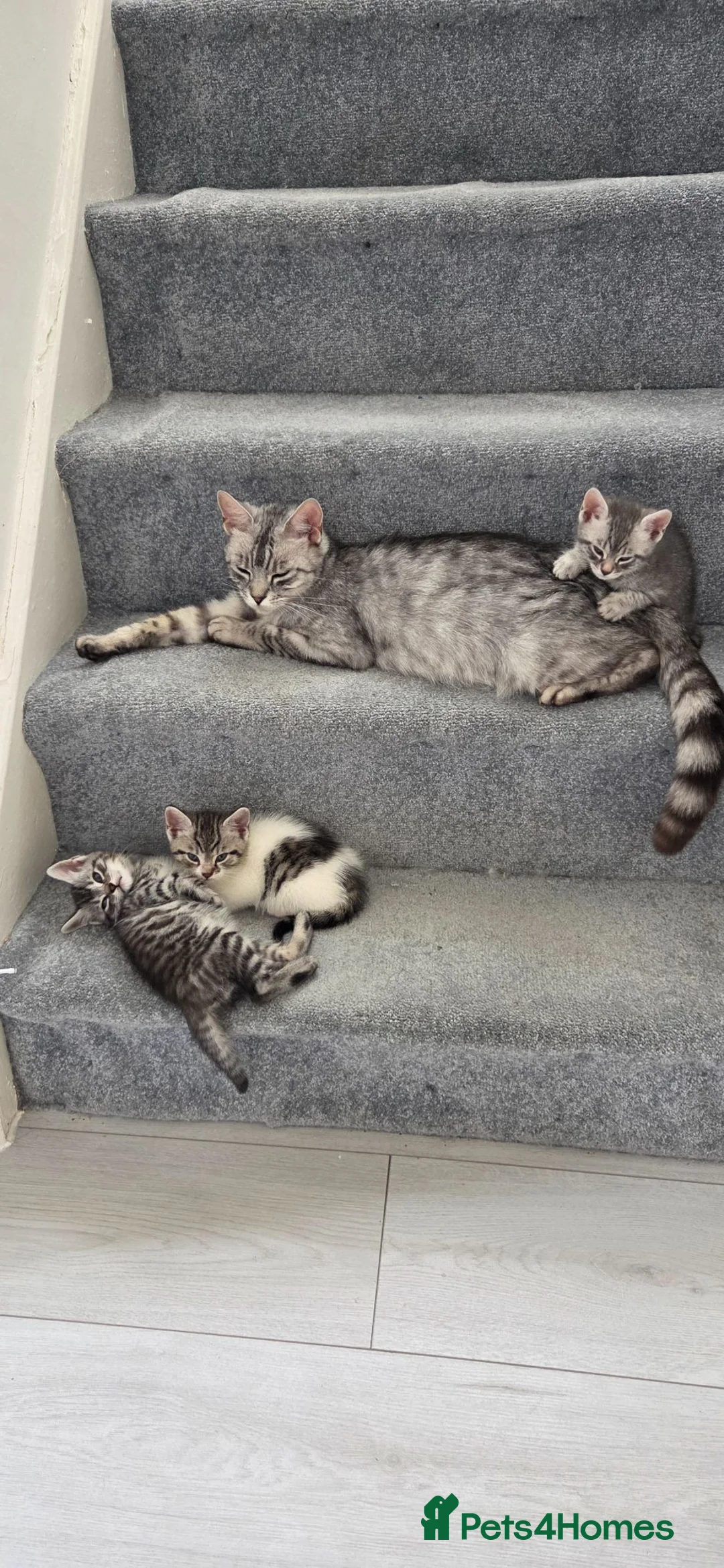 Bengal cats for sale: Bengal mixed kitten - Advert 1