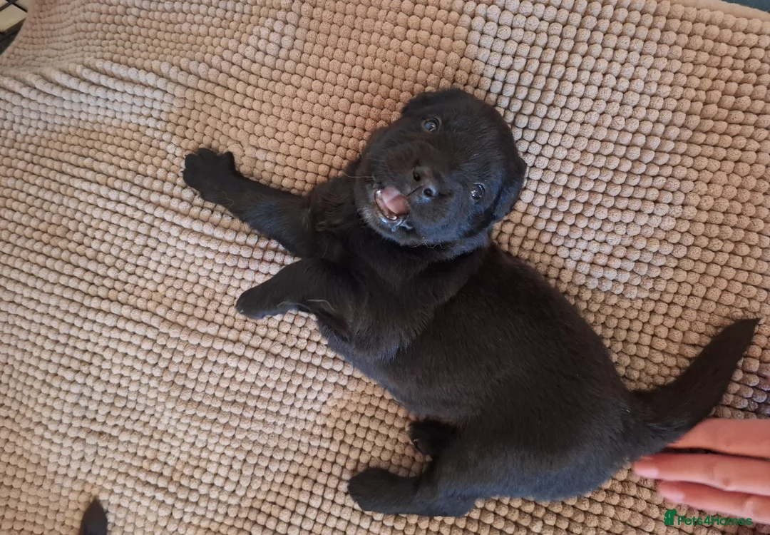 Sheprador dogs for sale: K.C registered German Shepherd × Labrodore pups  - Advert 29