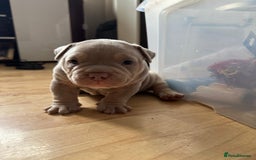 American Bully dogs for sale: American pocket bully pups for sale top Quality  - Image 4