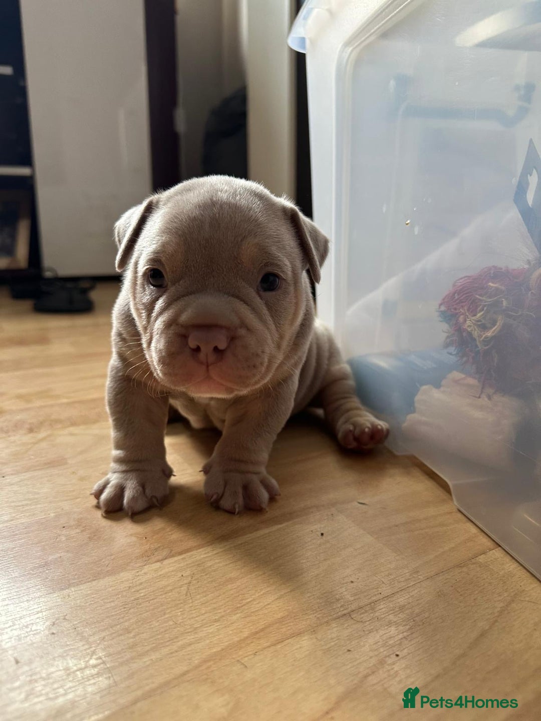 American Bully dogs for sale: American pocket bully pups for sale top Quality  - Image 4