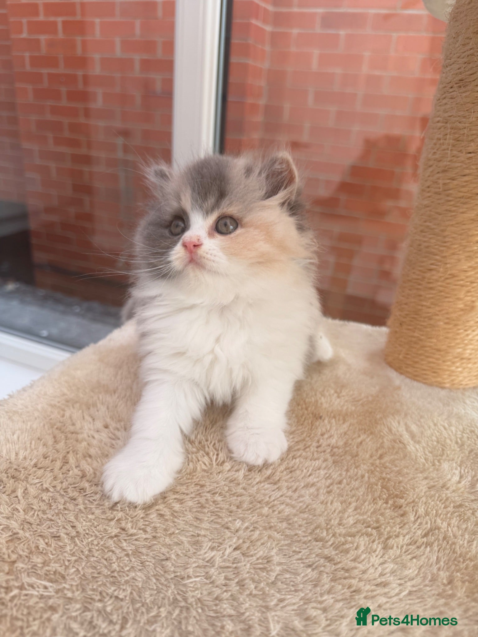 British Longhair cats Pedigree British Longhair Kittens GCCF Registered - Advert 2