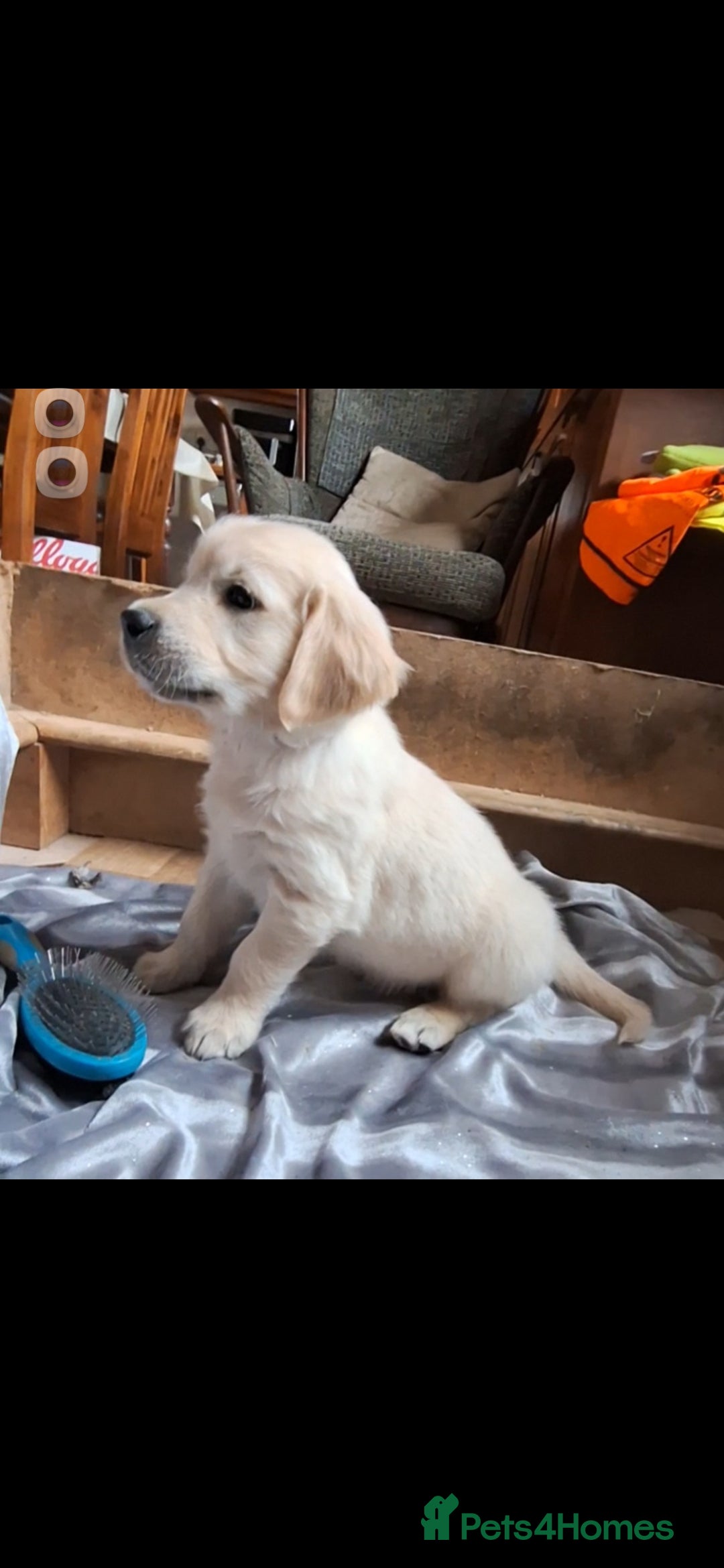 Golden Retriever dogs for sale: ⭐️⭐️Beautiful White Golden Retriever Pups ⭐️⭐️ - Advert 6