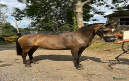 Welsh Section B horses for sale: sad sale of the most beautiful little dun mare! - Image 4