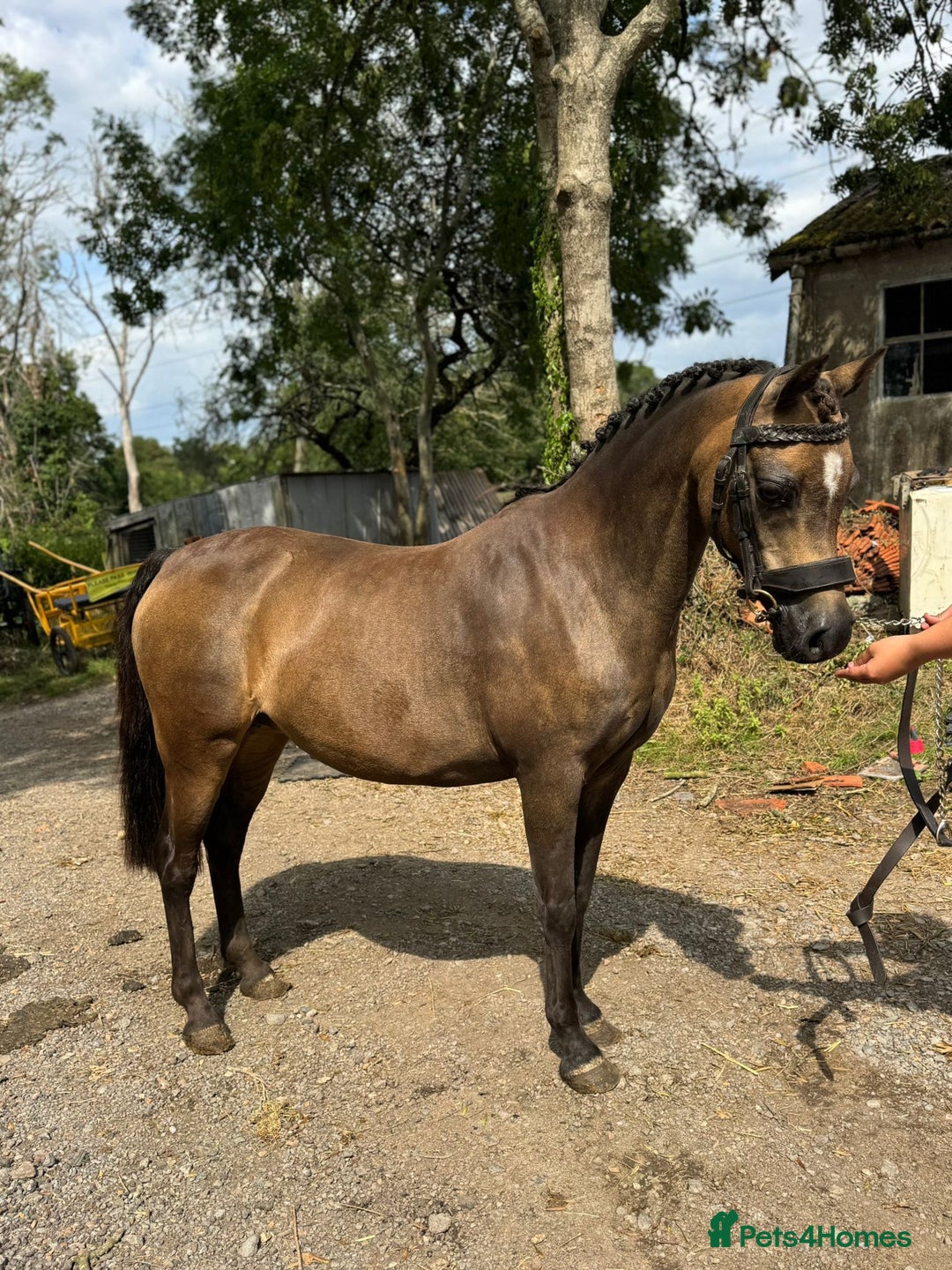 Welsh Section B horses for sale: sad sale of the most beautiful little dun mare! - Image 4