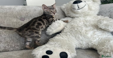 Bengal cats - Advert 13
