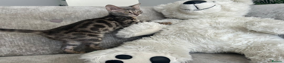 Bengal Kitten 1