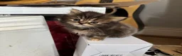 Persian cats for sale: 3 Cute Persian Kittens available Ready To Leave! in London - Advert 6