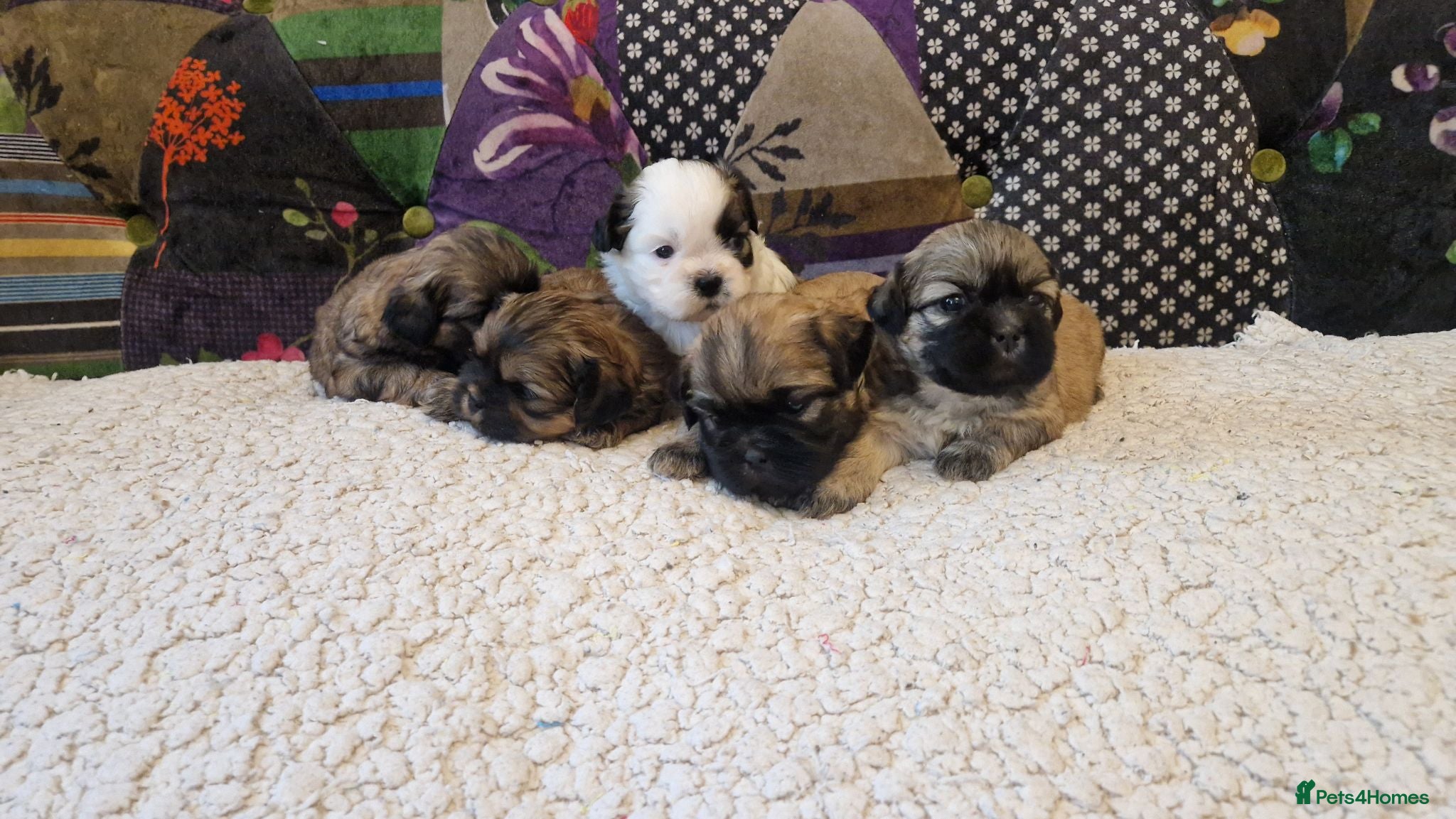 Shih Tzu dogs Shih-tzu pedigree puppies - Advert 3