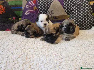Shih Tzu dogs Shih-tzu pedigree puppies - Advert 3