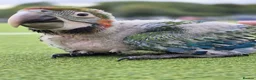 Macaws birds for sale: Baby Harlequin Macaw for sale - Advert 2