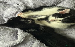 British Longhair cats for sale: 2 black and white kitten - Image 3