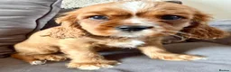 Cavalier King Charles Spaniel dogs for sale: Beautiful KC Registered Litter - Advert 3