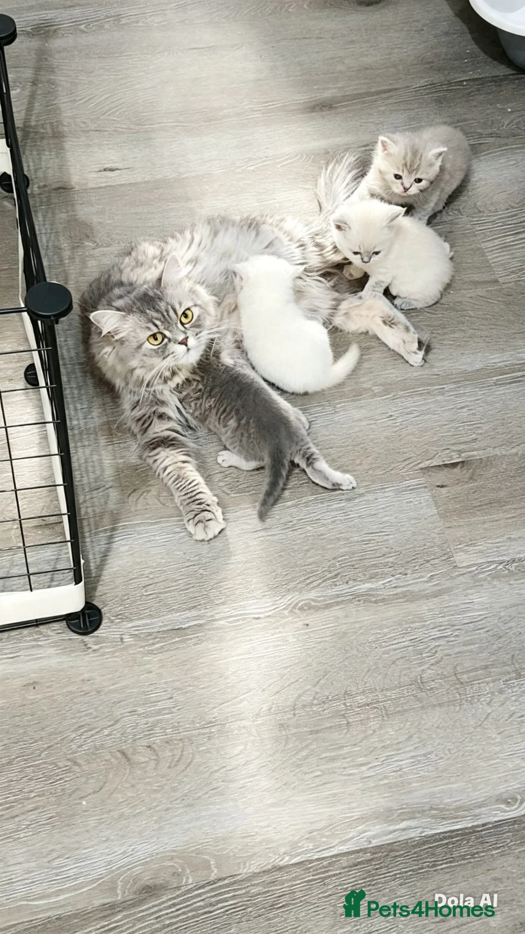 Ragdoll cats for sale: 3 Beautiful Kittens 😺 Ready to go  - Advert 1