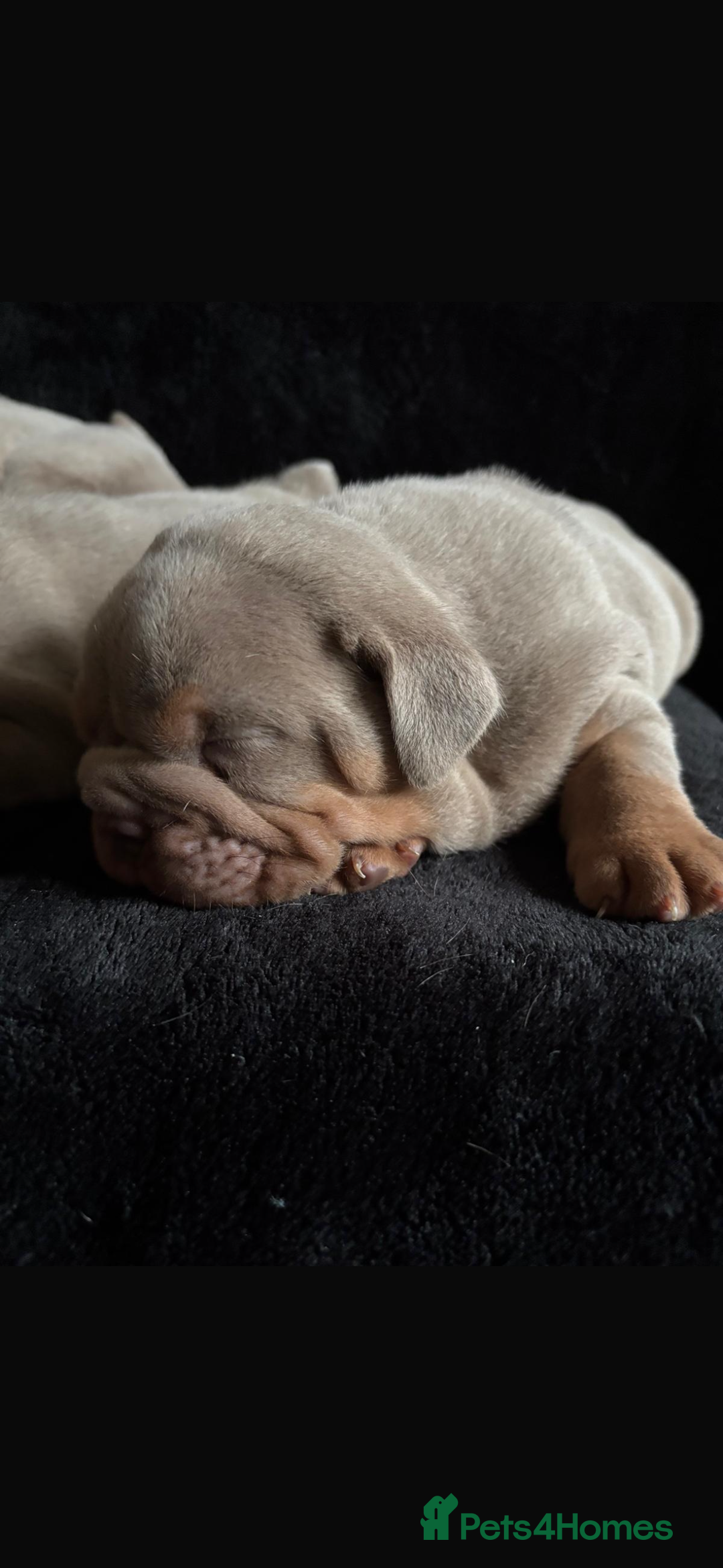 English Bulldog dogs for sale: 2 English bulldog 'lilac' puppies READY 8TH DEC 25 - Advert 8