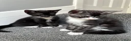 Mixed Breed cats for sale: Gorgeous Siblings Looking for Their Forever Homes - Advert 8