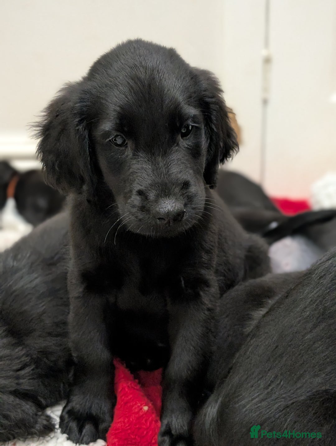 Flat coated Retriever dogs for sale: READY NOW Flat Coated Retriever Puppies - Image 13