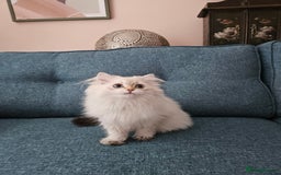 Scottish Fold cats for sale: Excellent Scottish straight girl ready to go in Erith - Image 30