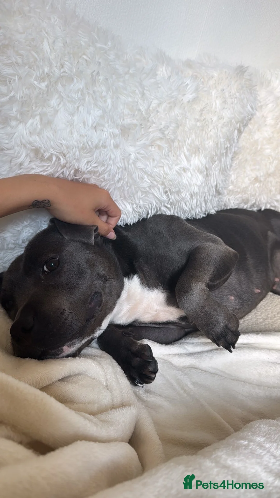 Staffordshire Bull Terrier dogs for sale: 3 year old female blue staffy  - Advert 1