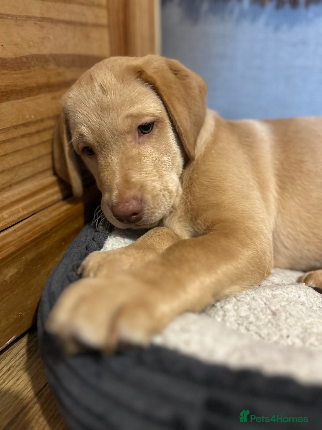 Labrador Retriever dogs for sale: LABRADOR PUPPY BOY READY FOR NEW HOME   - Image 24