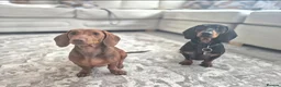 Miniature Dachshund dogs for sale: 🐾 Raised With Love - 5 Miniature Sausages 🐾 - Advert 2