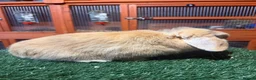 Mini Lop rabbits for sale: Pure breed mini lop buck  - Advert 3