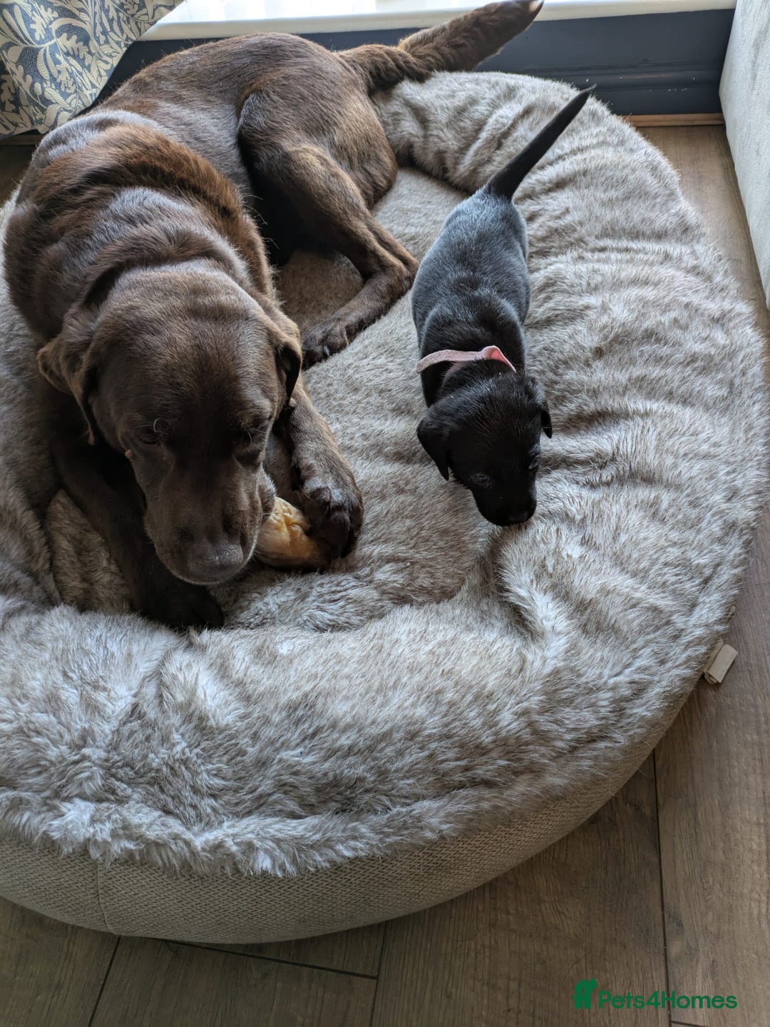Mixed Breed dogs for sale: 3/4 labrador 1/4 Dalmatian puppies  - Image 4
