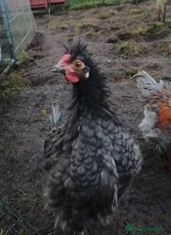 Chickens poultry - Advert 19
