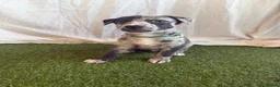 Whippet dogs for sale: Beautiful working whippets  - Advert 14