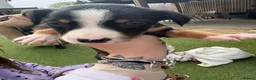 Mixed Breed dogs for sale: 9 amazing puppy’s 😍🩵💜 - Advert 3