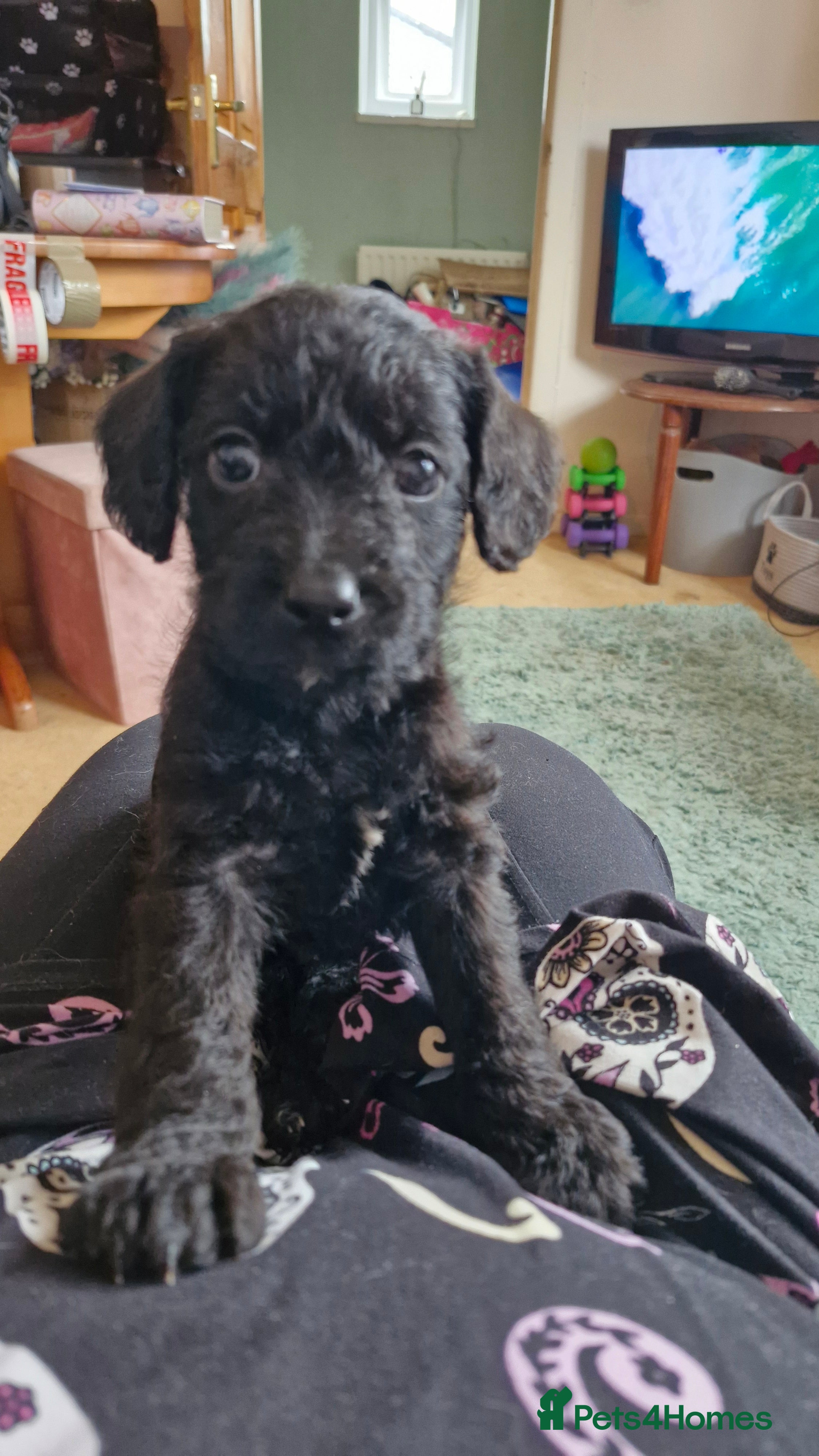 Mixed Breed dogs Cockerpoo/Schnoodle/Bischon Puppies  - Advert 1