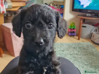 Mixed Breed dogs Cockerpoo/Schnoodle/Bischon Puppies - Advert 1