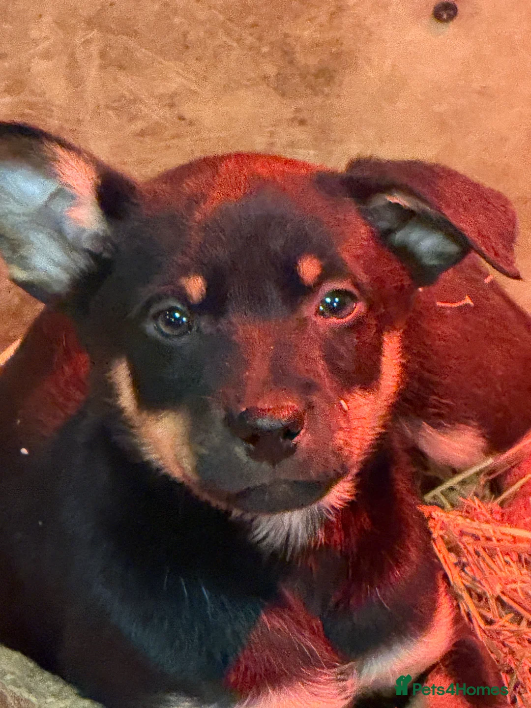 Australian Kelpie dogs for sale: Australian kelpie puppies - Advert 25