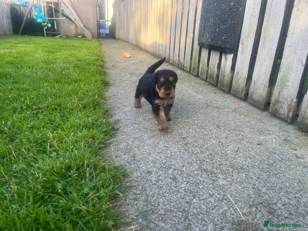 Airedale Terrier dogs for sale: Airedale Terrier Puppy 9 - Quality Airedale terrier pups - Image 13