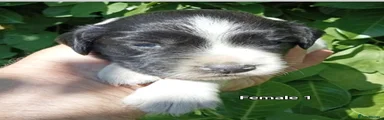 English Springer Spaniel 7