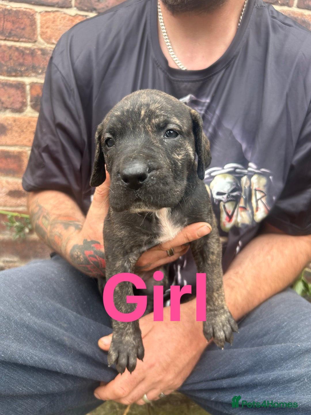 Mixed Breed dogs for sale: Daniff Puppies. Great Dane x Mastiff Ready 23/08 - Image 6