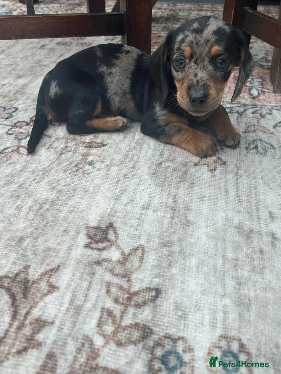 Miniature Dachshund dogs for sale: Miniature dachshund puppy’s  - Advert 16