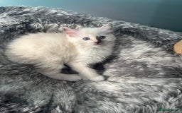 Ragdoll cats for sale: GCCF Ragdoll kittens ready now - Image 16