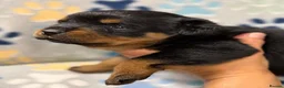 Rottweiler dogs for sale: ✨Big bone Pups for Sale Healthy & Ready to Go 🐶✨ in Skegness - Advert 3