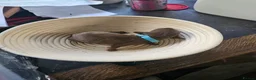 Dachshund dogs for sale: Smooth haired Dachshund Puppies in Wellington - Advert 2